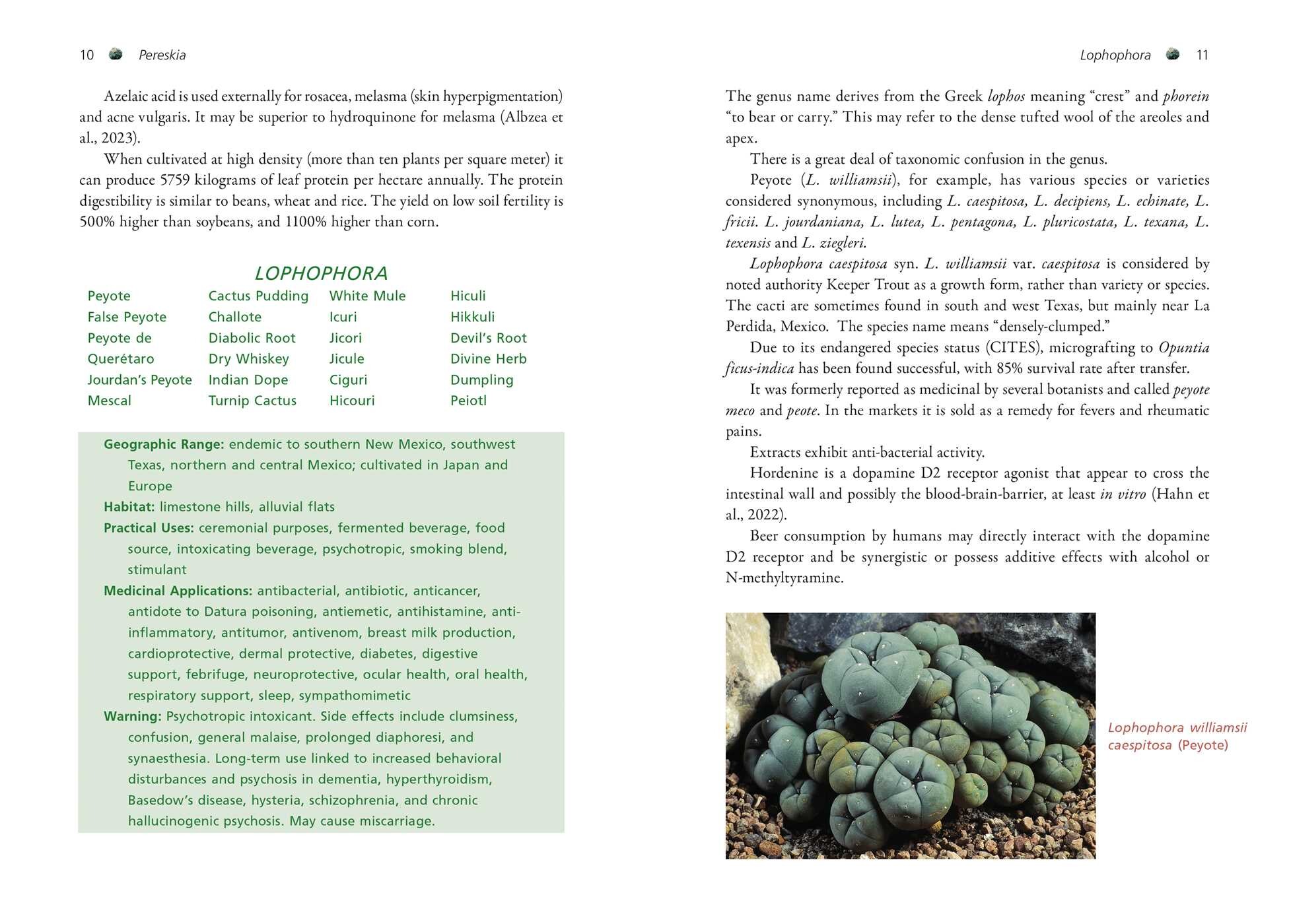 Cactus Medicine