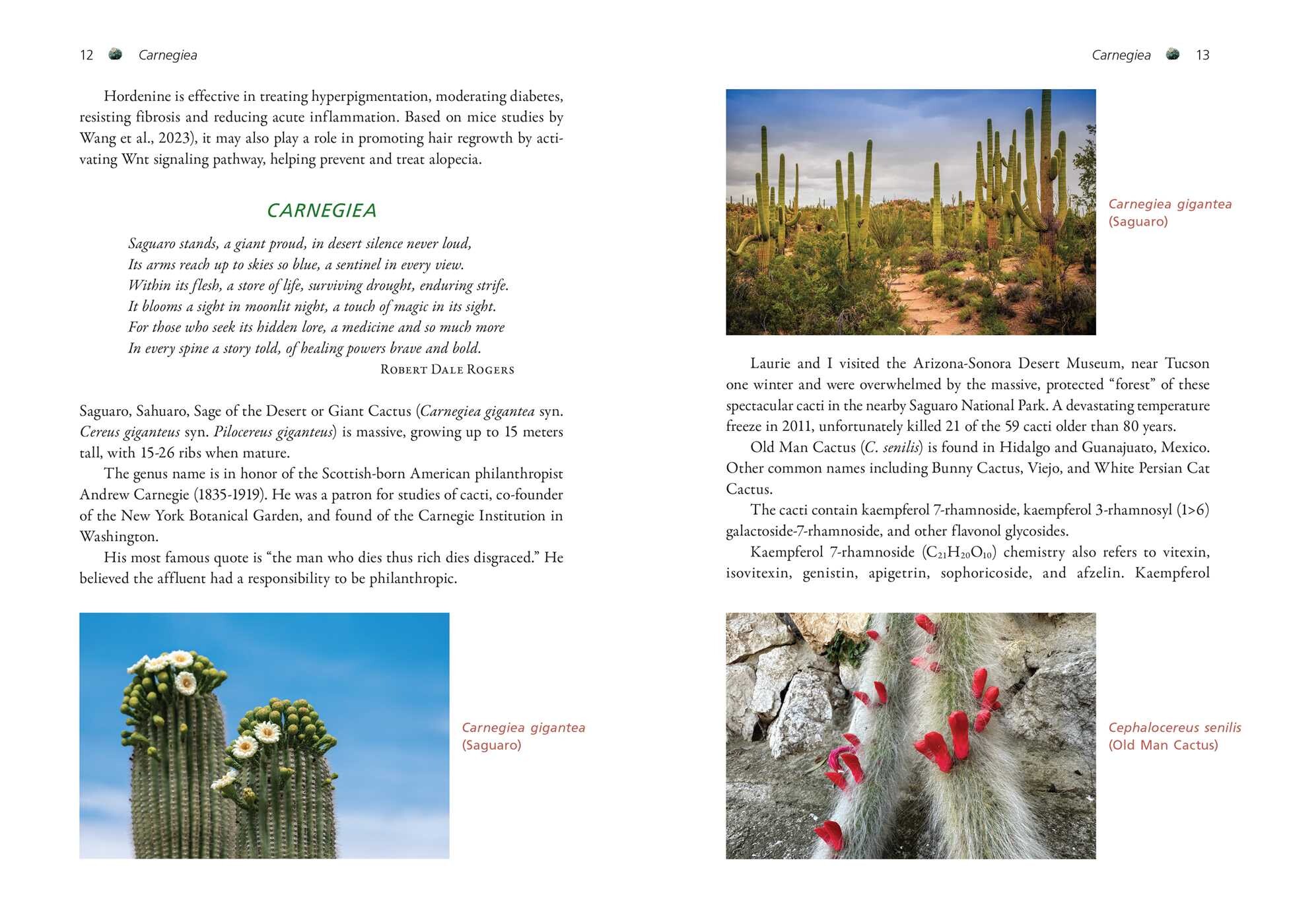 Cactus Medicine
