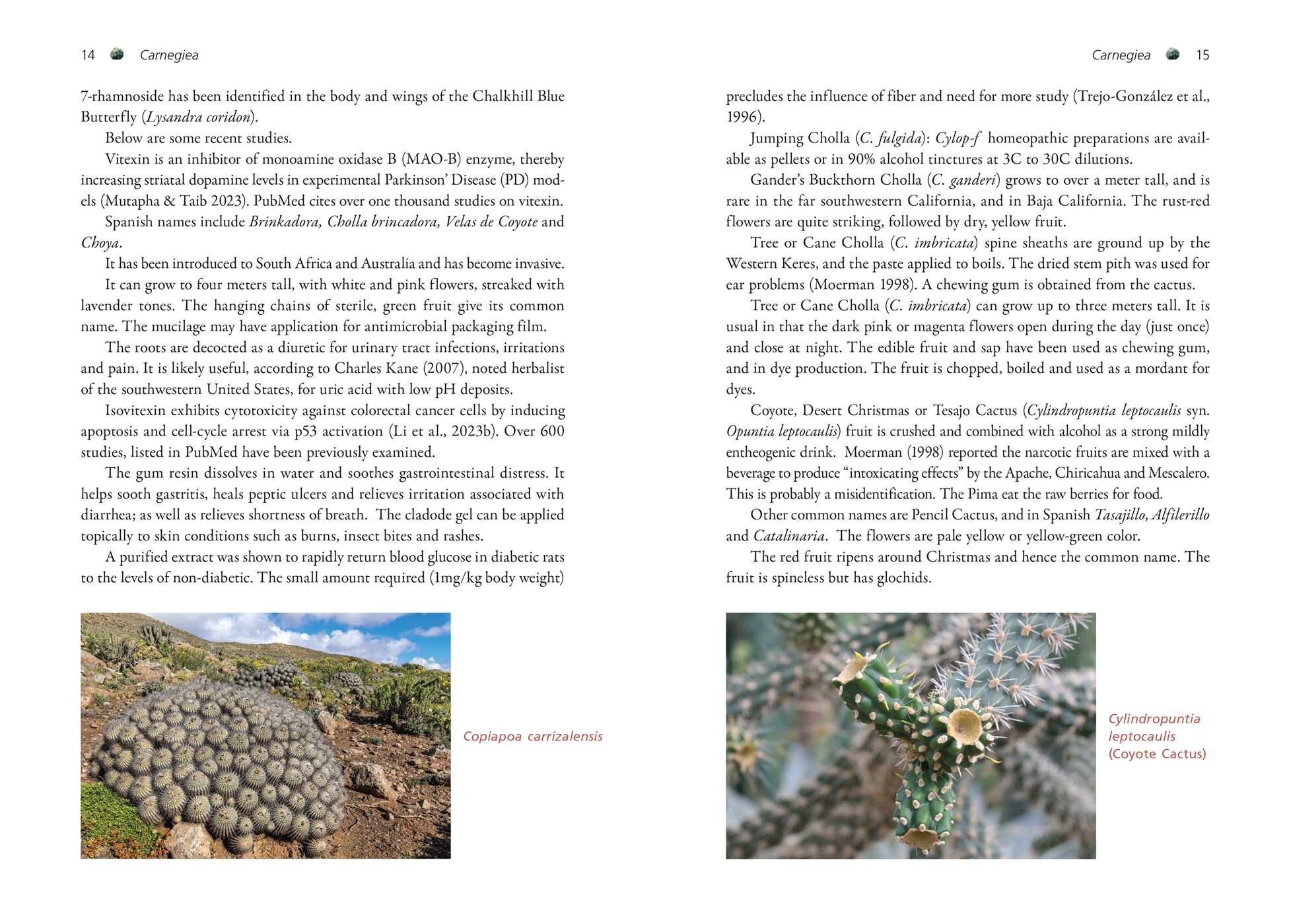 Cactus Medicine