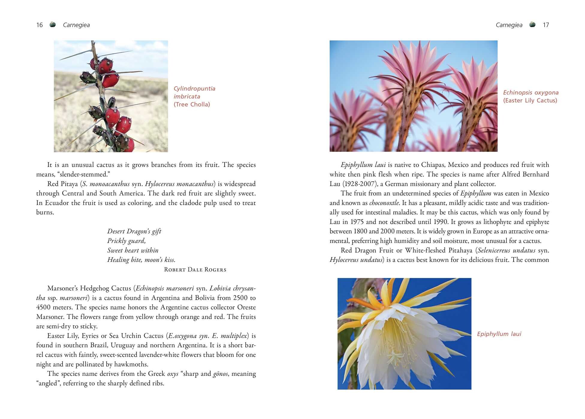 Cactus Medicine