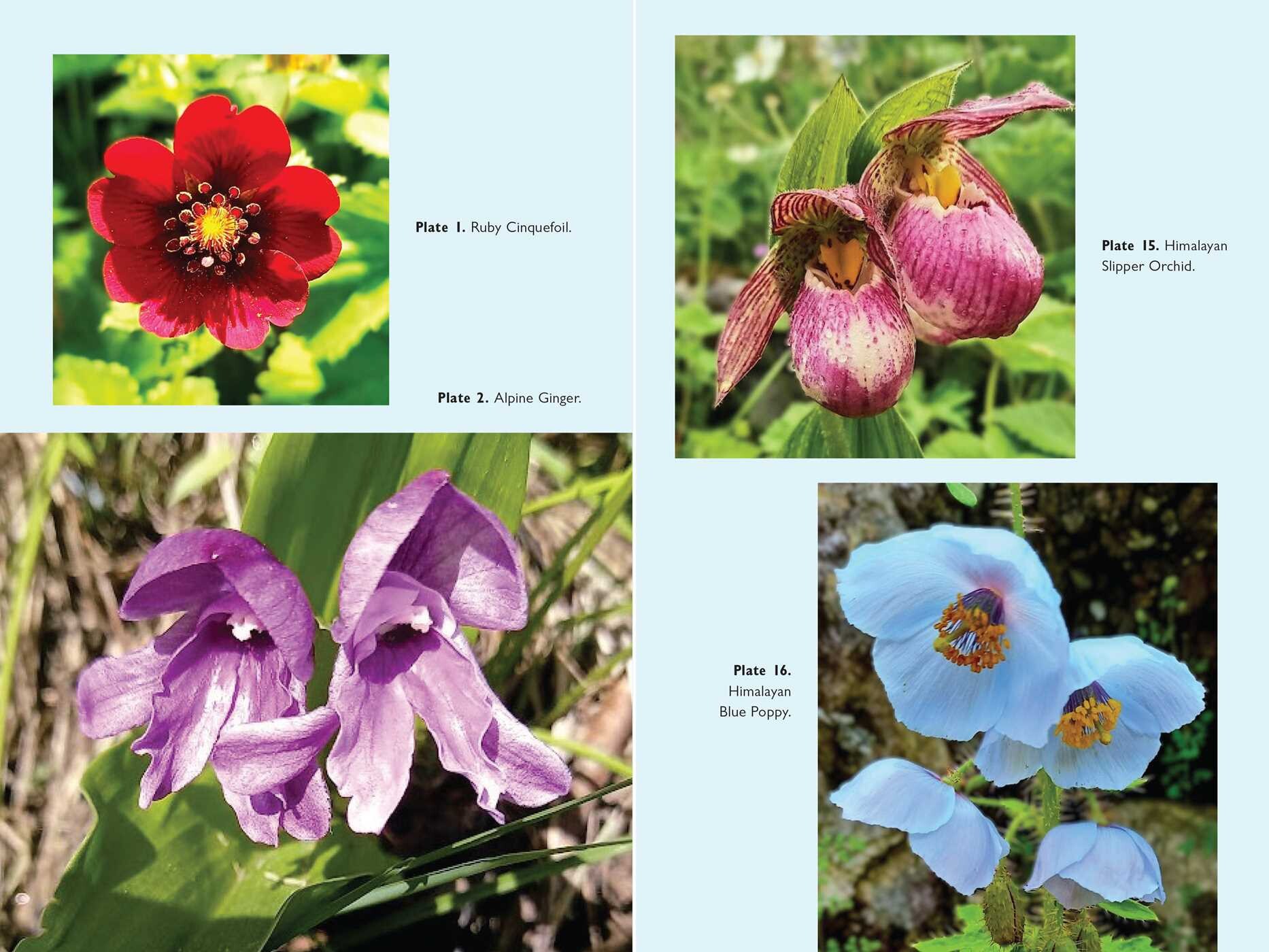Walking the Himalayan Flower Path