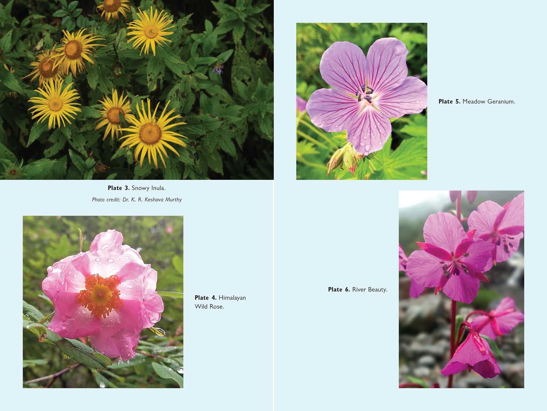 Walking the Himalayan Flower Path
