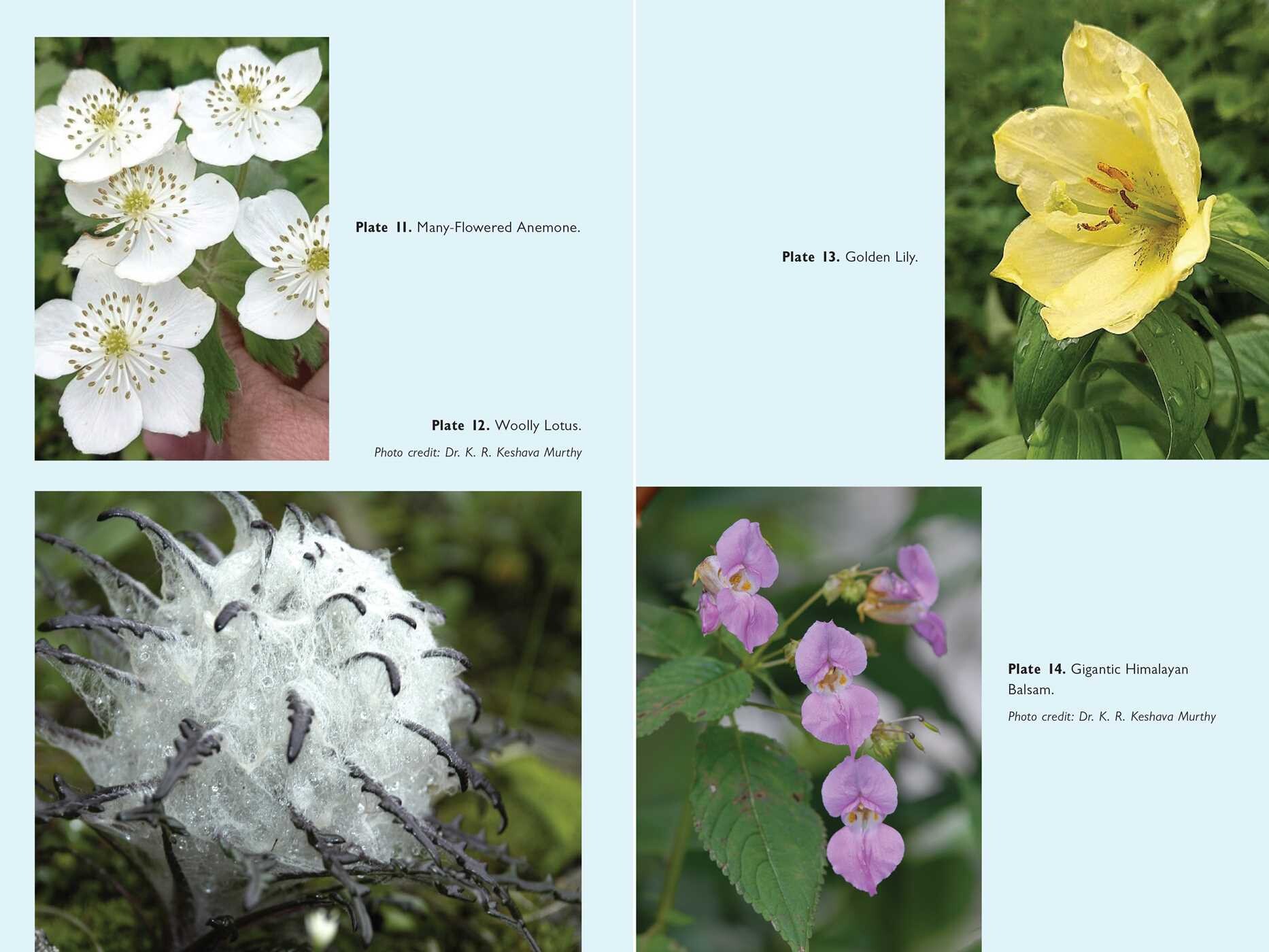 Walking the Himalayan Flower Path