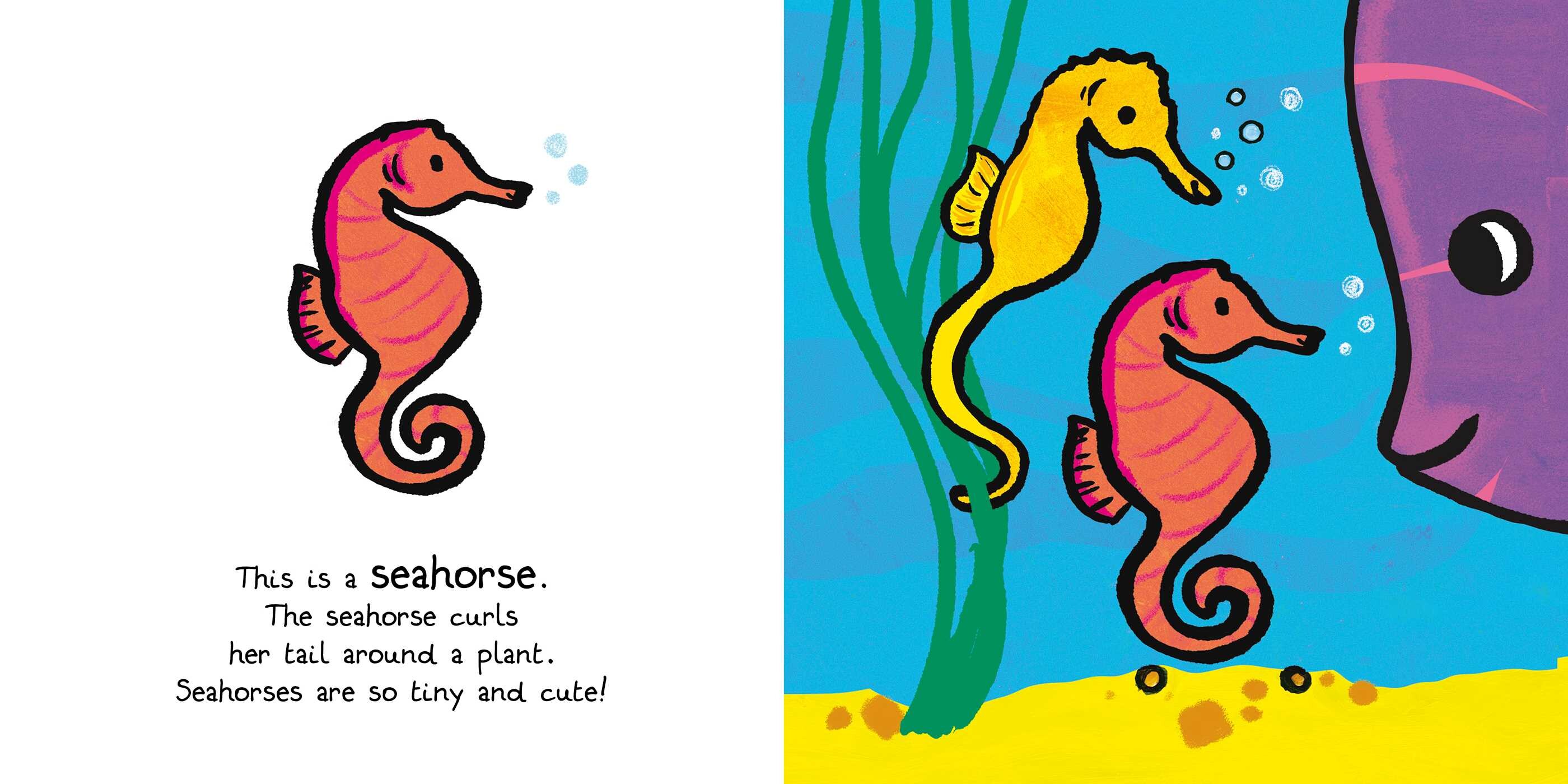 Ocean Animals